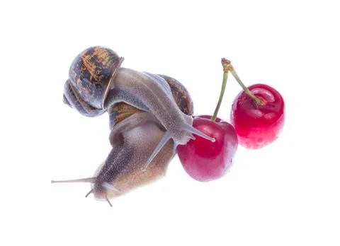 Garden snails. Stock Photos