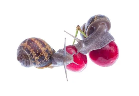 Garden snails. Stock Photos