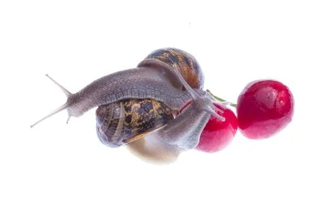 Garden snails. Stock Photos