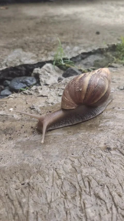 Garden Snails with Striped Shells on Ground Stock-Footage 291903688