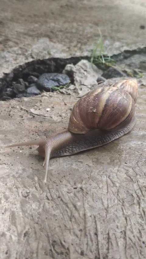 Garden Snails with Striped Shells on Ground Stock Footage 291903734