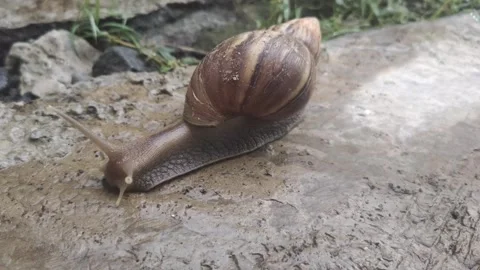 Garden Snails with Striped Shells on Ground Stock Footage 291903778
