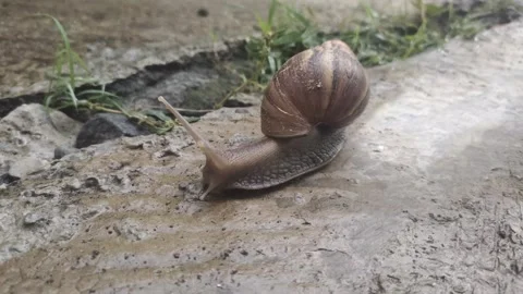 Garden Snails with Striped Shells on Ground Stock Footage 291903827