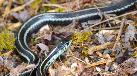 Garden snake crawling on the ground. Stock-Footage 37541450