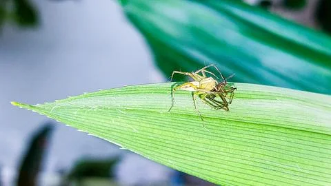 A garden spider capturing prey on a leaf. Stock Photos