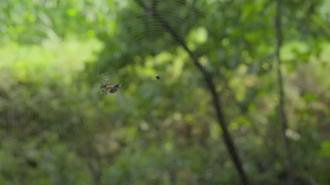 Garden spider catching fly in web Stock Footage 346394630