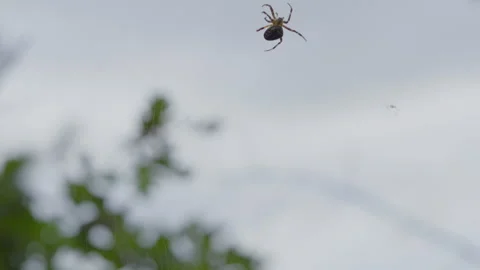 Garden spider climbing silk thread outdoors Stockbeeldmateriaal 346394204