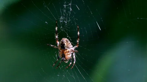 Garden Spider close up Stock Footage 512187