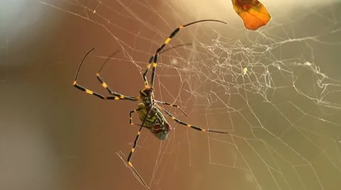 Garden spider in cobweb in fall. Stock Footage 9435358