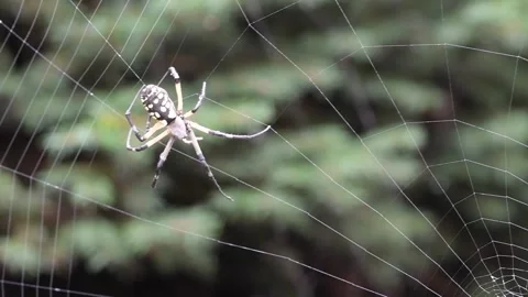 Garden spider creates web Stock Footage 220345450