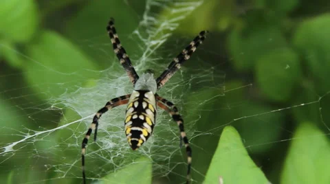 Garden Spider Stock Footage 1060997
