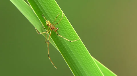 Garden Spider 스톡 동영상 28581277