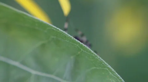 Garden Spider Hiding Behind Leaf HD Video stock 841079