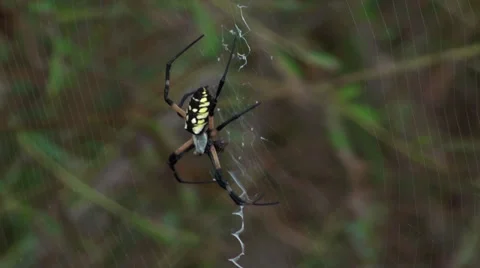Garden spider in his web Stock Footage 31821421