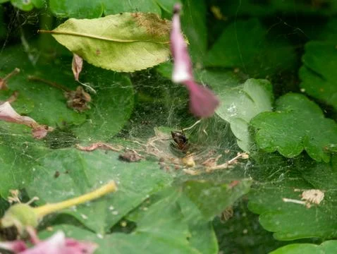 Garden spider inside web nest near ant on garden leaf Foto stock