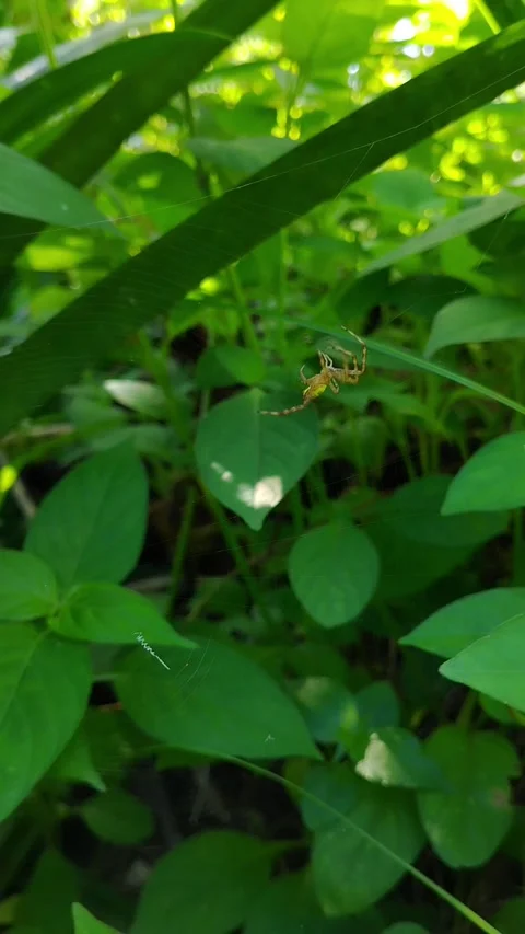 A garden spider in its nest. A spider weaving a web Stock Footage 330586642