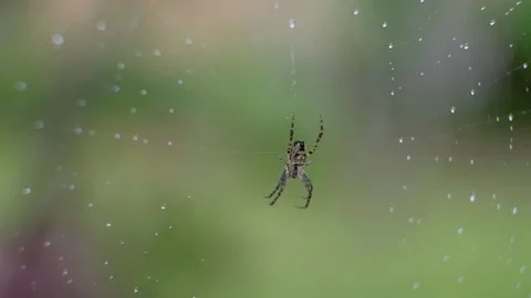 Garden spider in it's web Stock Footage 219910220