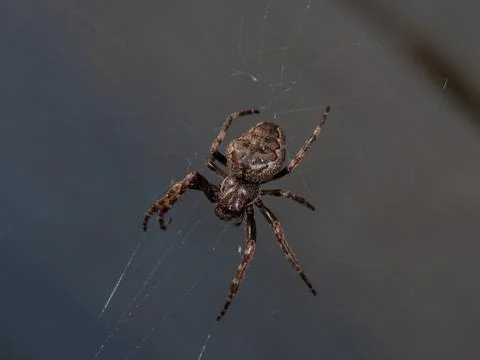 Garden spider in its web Stock Photos