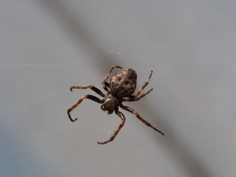 Garden spider in its web Stock-Fotos