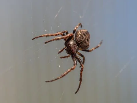 Garden spider in its web Stock Photos