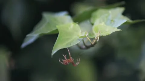 Garden spider on ivy Stock Footage 8854237