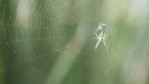 Garden spider macro close up on web, can represent hunting and arachnophobia Video stock 162293000