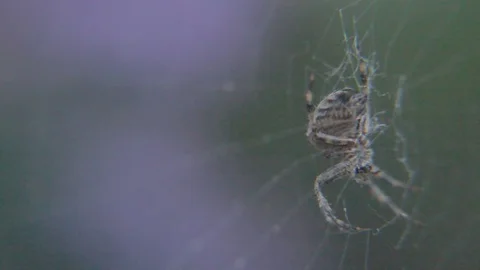Garden Spider Macro Closeup Stock Footage 73180473
