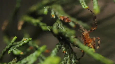 Garden Spider Macro HD Stock Footage 25851521