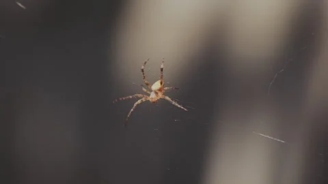 Garden spider perches on its web, ready to strike with its raised front legs Stock Footage 254444045