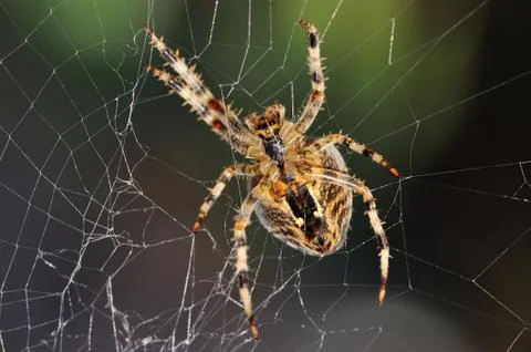 Garden spider Stock Photos
