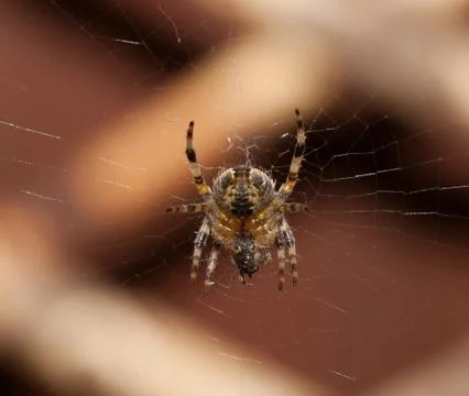 Garden spider Stock Photos