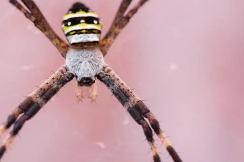Garden Spider Stock Photos