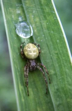 Garden spider Stock Photos