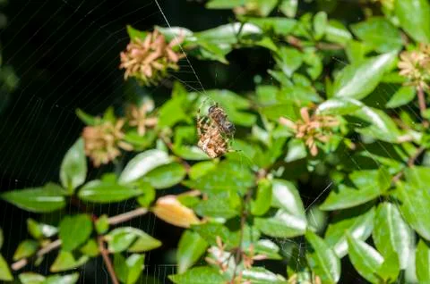 Garden spider Stock Photos