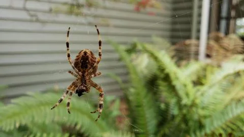 Garden Spider Stock-Fotos