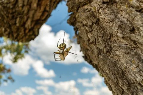 Garden Spider Stock Photos