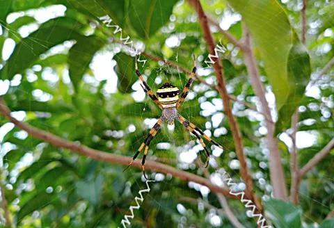 GARDEN SPIDER Stock Photos