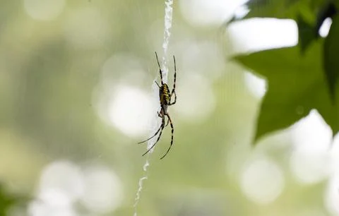 Garden Spider Foto stock