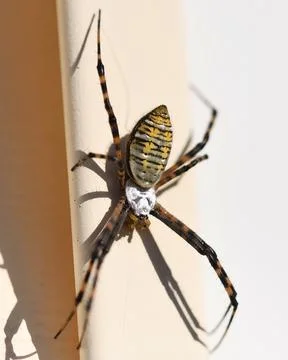 Garden Spider Stock Photos