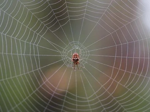 A garden spider Stock Photos