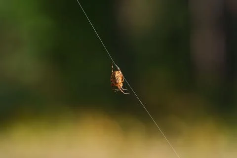 Garden spider 库存照片