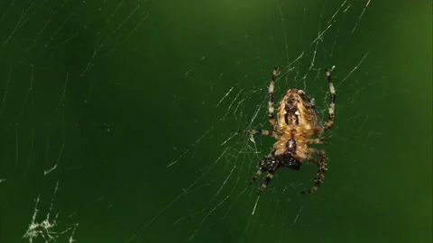 Garden spider with prey in its net Stock Footage 278478335