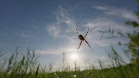 Garden Spider Resting on Silk Web in Sunny Meadow Wide Angle Video stock 345161499