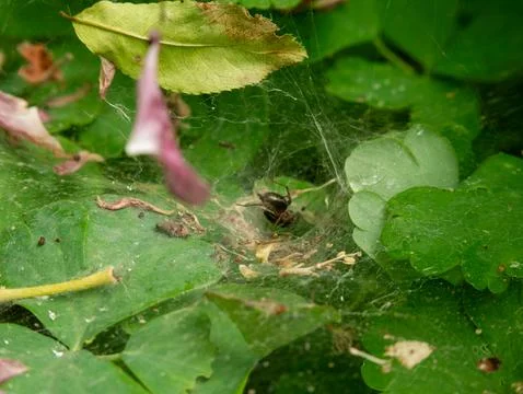 Garden spider resting in silk web nest among green leaves Foto stock