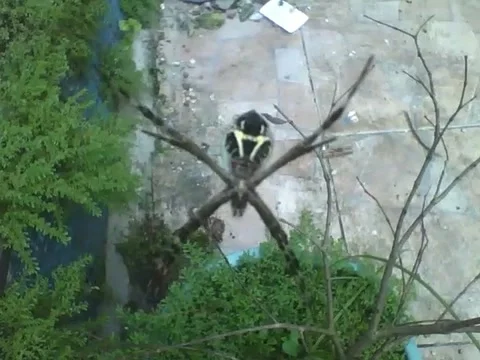 Garden spider shot from the back, close to the camera Stock Footage 158963789