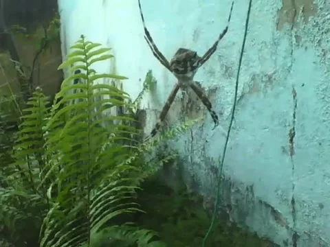 Garden spider shot from the front, close to the camera, it didn't attack me Stock Footage 158963743