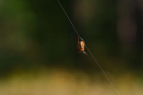 Garden spider sitting at the centre of its orb web ag Stock Photos
