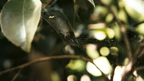 Garden spider sitting in its web blowing in the wind 4K Stock Footage 167812524