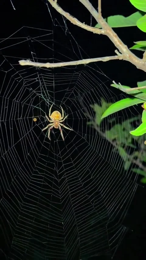 A garden spider sitting on its web at night near a fruit tree Vídeo Stock 344838722
