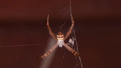 Garden spider staying on the web Stock Footage 85156000